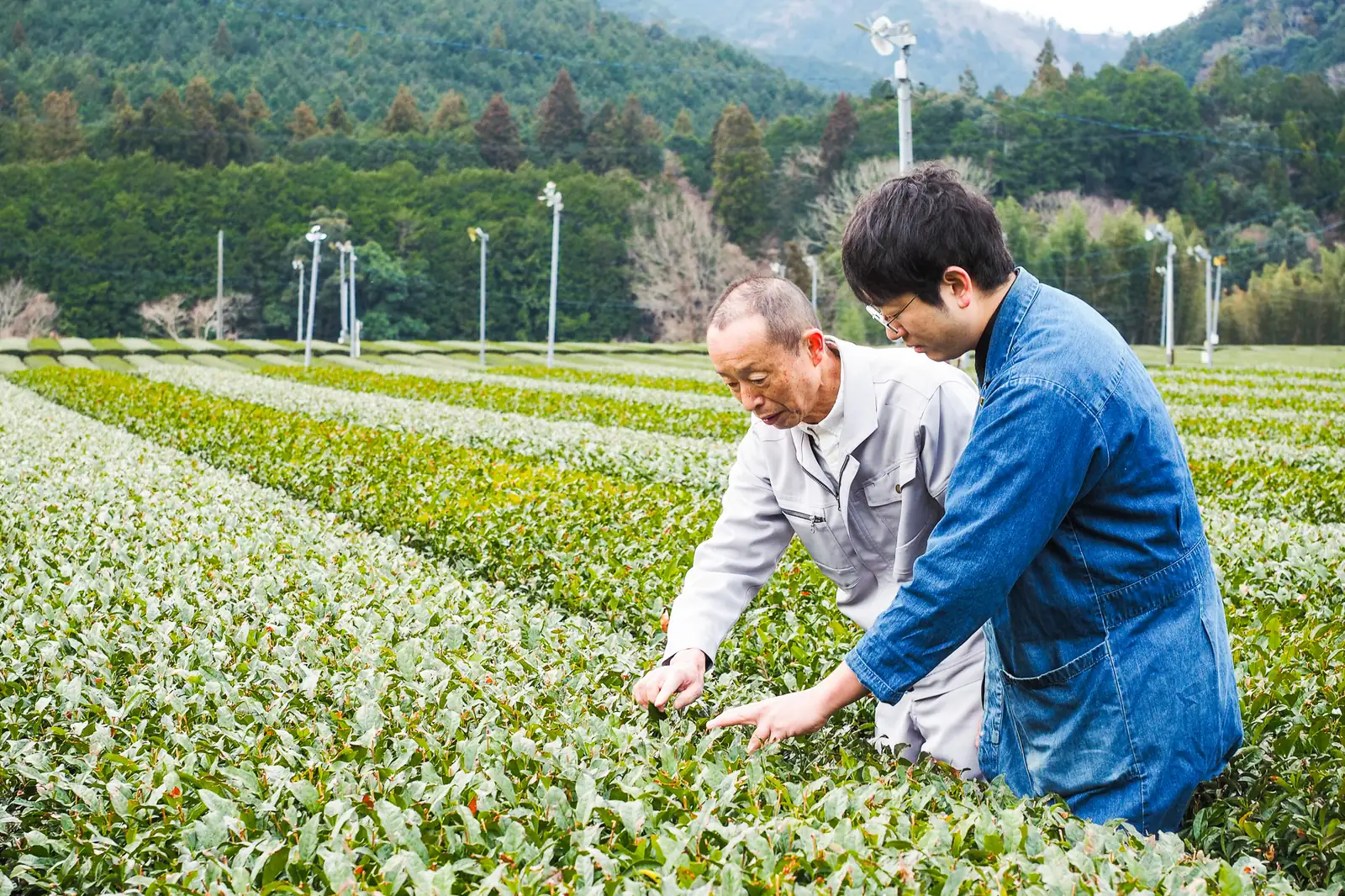 松阪の茶畑で、茶を確かめる父と息子